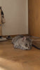 Vídeo recreado con IA: gato que se aburre en casa juega con el pajarito interactivo